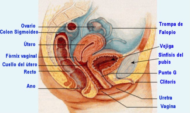 Candidiasis vaginal e infección del aparato urinario